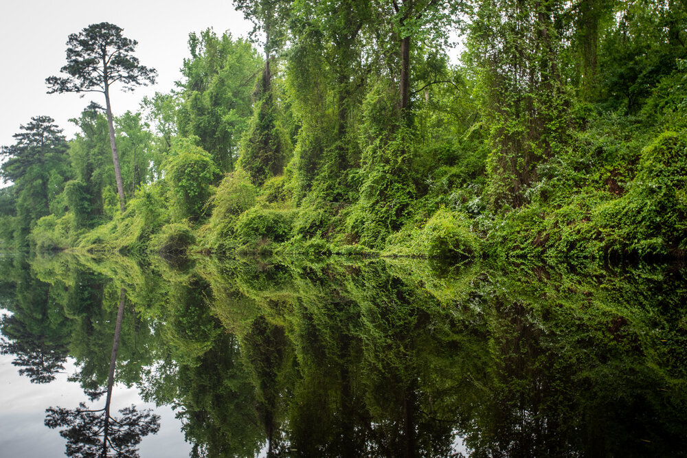 Great Dismal Swamp State Park